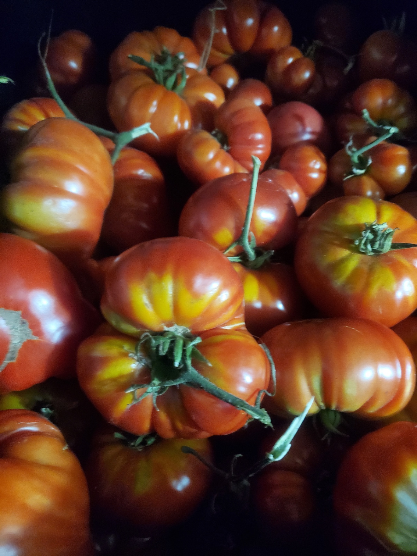 Close-up of heirloom tomatoes harvested for community food work
