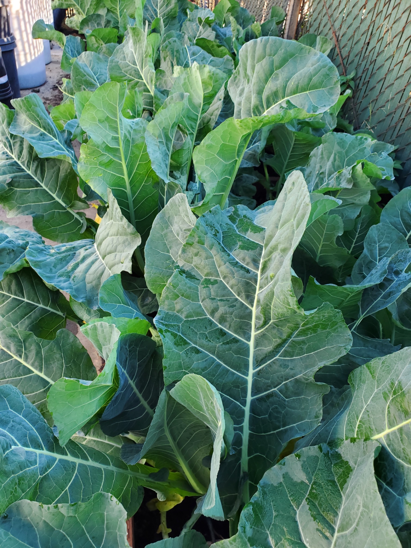 Lush collard greens growing in a community garden